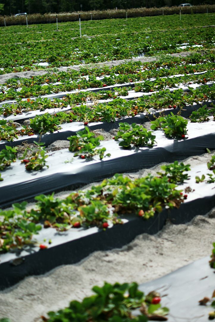 Sequins and Sea Breezes Strawberry Weekend